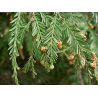 Sekvoja vždyzelená - Sequoia sempervirens - 150/175cm