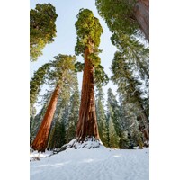 Sekvoja vždyzelená - Sequoia sempervirens - 150/175cm