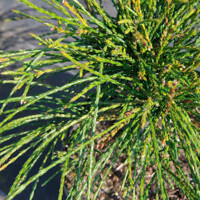 Tuja - Thuja plicata 'WHIPCORD' - 20/30cm