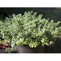 Materína dúška citrónová - Thymus citriodorus  'Lady D.' P14