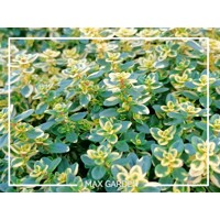Materína dúška citrónová - Thymus citriodorus P14