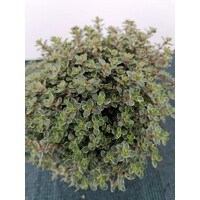 Materína dúška citrónová - Thymus citriodorus P14