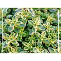 Materína dúška citrónová - Thymus citriodorus P14