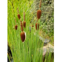 Typha minima  P9
