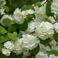 Kalina - Viburnum plicatum ´Popcorn´ - 40/50cm