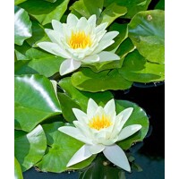 Lekno - Nymphaea alba