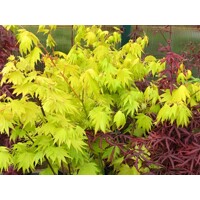 Javor - Acer shirasawanum ´Summergold´ - 60/80cm