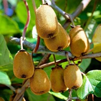 Actinidia deliciosa - Kiwi 'Boskoop´ Co3L 60/70 - samosprašná