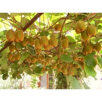 Actinidia deliciosa - Kiwi 'Boskoop´ Co3L 60/70 - samosprašná