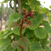 Actinidia deliciosa - Kiwi 'Boskoop´ Co3L 60/70 - samosprašná