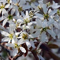 Muchovník lamarckov - Amelanchier lamarckii  Co2.5L 20-30