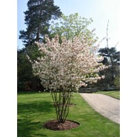 Muchovník lamarckov - Amelanchier lamarckii  Co2.5L 20-30