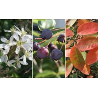 Muchovník lamarckov - Amelanchier lamarckii  Co2.5L 20-30