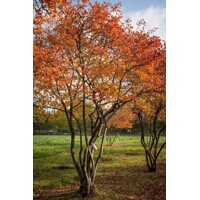 Muchovník lamarckov - Amelanchier lamarckii  Co2.5L 20-30