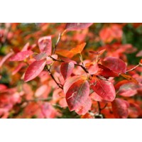 Muchovník lamarckov - Amelanchier lamarckii  Co2.5L 20-30