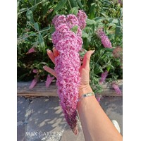 Buddleja davidii 'Pink Delight'