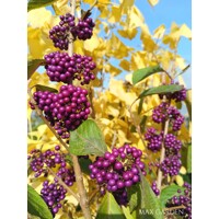 Krásnoplodka - Callicarpa bodinieri 'Profusion' - 20/30cm