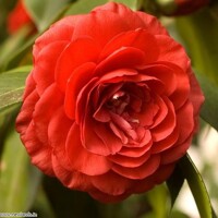 Kamélia Japonská  - Camellia japonica ´Lady Campbell´ - 30/40cm