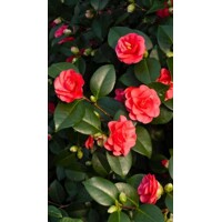 Kamélia Japonská  - Camellia japonica ´Lady Campbell´ - 30/40cm