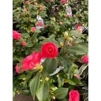 Kamélia Japonská  - Camellia japonica 'Mary Williams' - 30/40cm