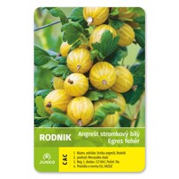 Egreš biely strom?ekový - Ribes uva-crispa 'Rodnik' - na 60cm kmeni