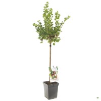 Egreš červený stromčekový - Ribes uva-crispa 'Martlet' KM60