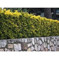 Bršlen - Euonymus japonicus ´Marieke´ Co2,5L 20/30