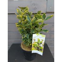 Bršlen - Euonymus japonicus ´Marieke´ Co2,5L 20/30