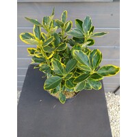Bršlen - Euonymus japonicus ´Marieke´ Co2,5L 20/30