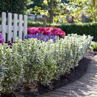 Bršlen japonský  - Euonymus japonicus  'White Spire'® - 20/30cm