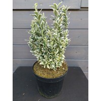 Bršlen japonský  - Euonymus japonicus  'White Spire'® - 20/30cm