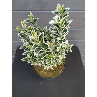 Bršlen japonský  - Euonymus japonicus  'White Spire'® - 20/30cm