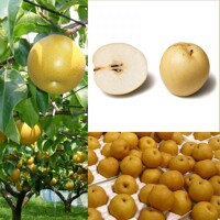 Hruška japonská - Pyrus pyrifolia Nashi ´Chojuro´- neskorá Co7,5L - popdník P.caucas