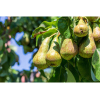 Hruška jesenná - Pyrus communis 'Konferencia' - jesenná Co7.5L