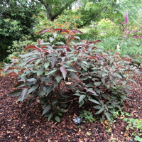 Hortenzia drsná - Hydrangea aspera ´Hot Chocolate´ - 20/30cm