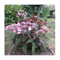Hortenzia drsná - Hydrangea aspera ´Hot Chocolate´ - 20/30cm