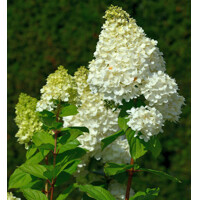Hortenzia metlinatá - Hydrangea paniculata ’Hercules' Co4L 20/30