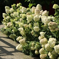 Hortenzia metlinatá - Hydrangea paniculata ’Hercules' Co4L 20/30