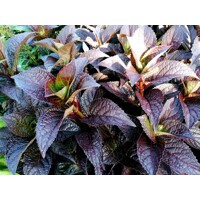 Hortenzia pílkatá - Hydrangea serrata ´Daredevil´