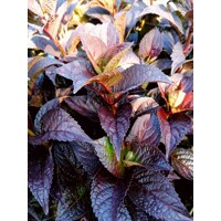 Hortenzia pílkatá - Hydrangea serrata ´Daredevil´