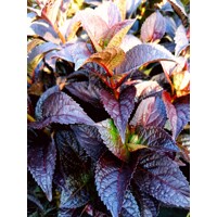 Hortenzia pílkatá - Hydrangea serrata ´Daredevil´