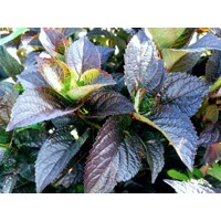Hortenzia pílkatá - Hydrangea serrata ´Daredevil´