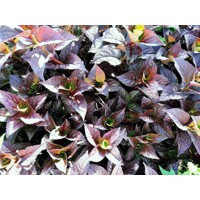 Hortenzia pílkatá - Hydrangea serrata ´Daredevil´