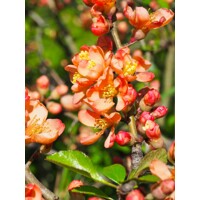 Dulovec japonský - Chaenomeles superba ´Orange Trail´ Co2,5L 20/30
