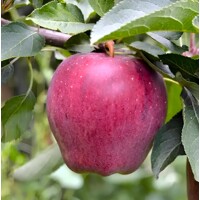 Jabloň Gloster (Zimná) | Malus domestica | Veľké, tmavočervené jablká | maxgarden.sk