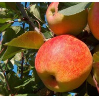 Jabloň - Malus domestica 'Šampion'  - jesenná