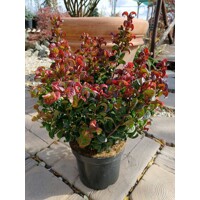 Leucothoe axillaris 'Curly Red' - 20/30cm