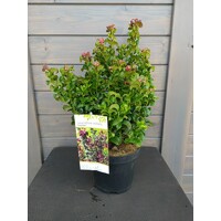 Leucothoe axillaris 'Curly Red' - 20/30cm