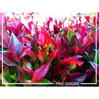 Leucothoe fontanesiana 'Little Flames' Co2,5L  20/30