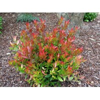 Leucothoe fontanesiana 'Little Flames' Co2,5L  20/30
